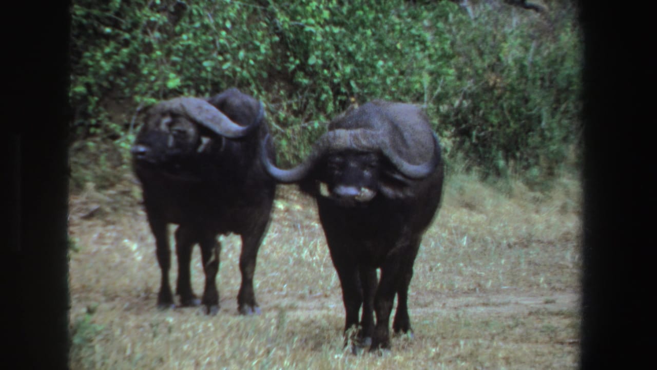 Two Cape buffalo face the camera in a South African grassy clearing, filmed on 8mm home-movie footage from 1969.