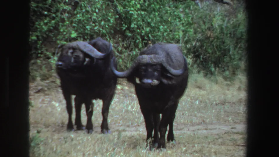 Two Cape buffalo face the camera in a South African grassy clearing, filmed on 8mm home-movie footage from 1969.