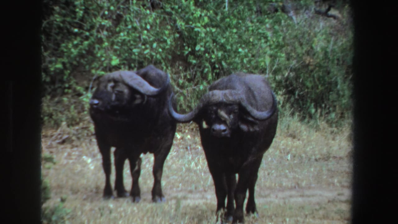 Two Cape buffalo face forward beside a dirt path and green brush.