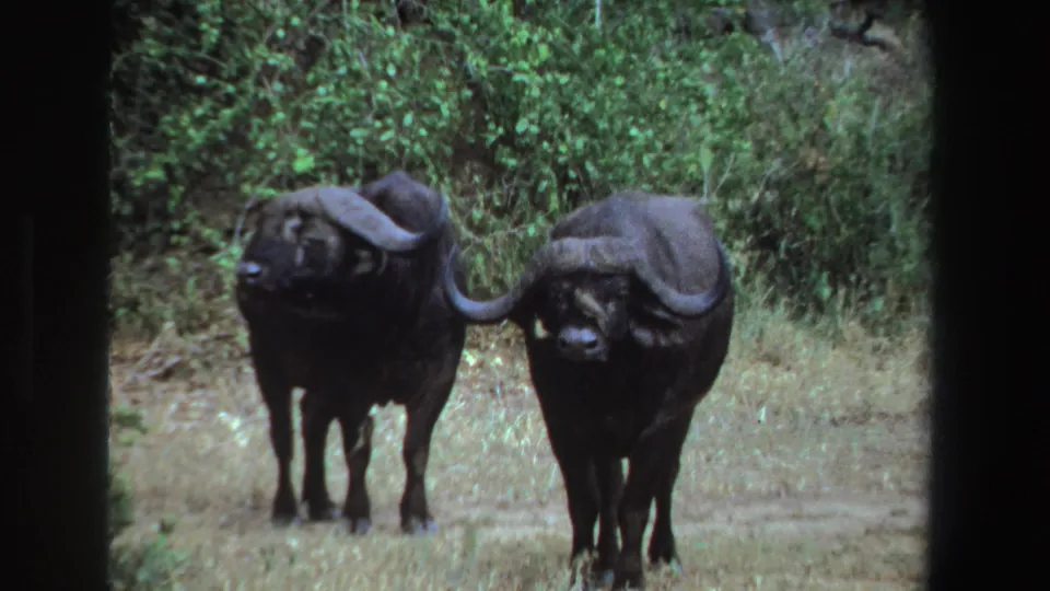Two Cape buffalo look toward the camera in a South African wildlife setting, with dry grass and dense shrubs behind them.