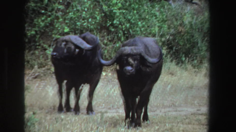 Two Cape buffalo stand near each other in 1969 South Africa footage, their horns prominent against green shrubbery.