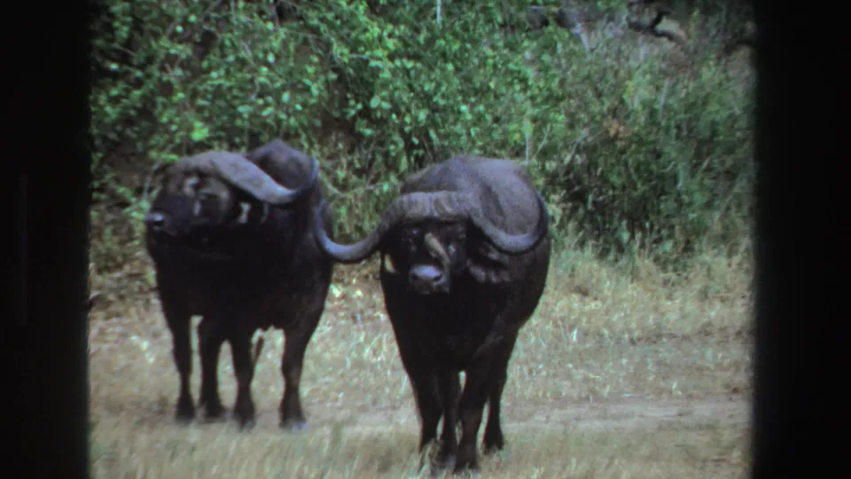 Two Cape buffalo face the camera in South Africa, framed by dry grass and dense green brush in grainy 8mm footage.