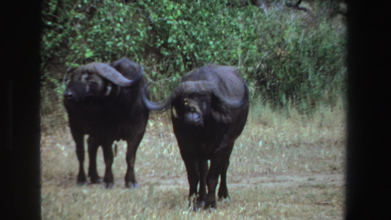 Two African buffalo stand in dry grass before dense green foliage.