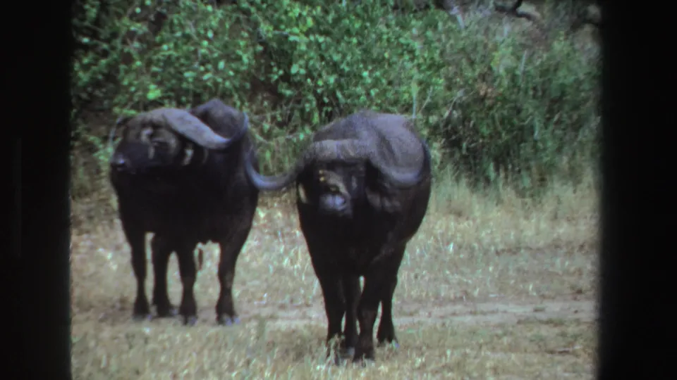 Two African buffalo face the camera in a grassy South African clearing, captured on 1969 8mm home-movie footage.