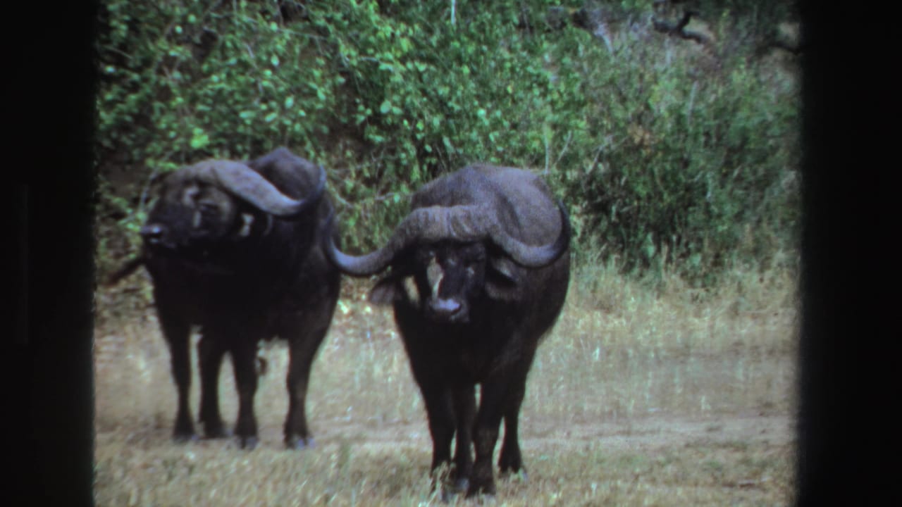 Two buffalo remain near each other in a grassy clearing with trees behind.