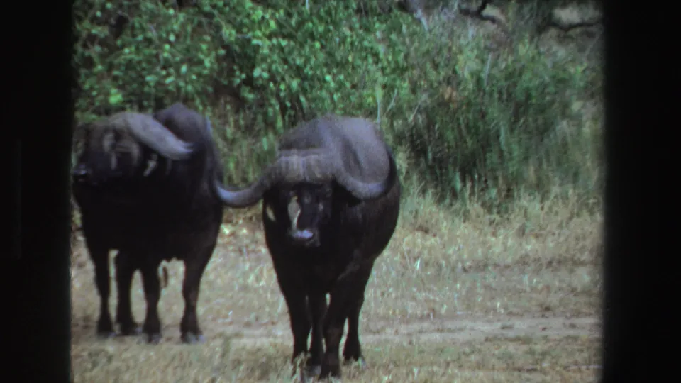 Two African buffalo appear in a 1969 South Africa 8mm frame, with motion softness and dense greenery behind them.
