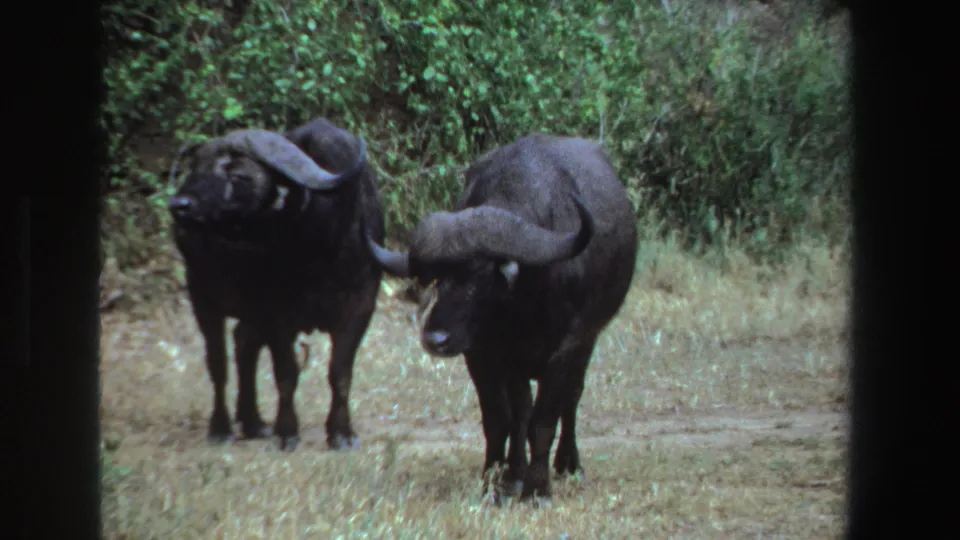 A pair of African buffalo stand in a grassy South African clearing, one angled sideways in late-1960s 8mm footage.