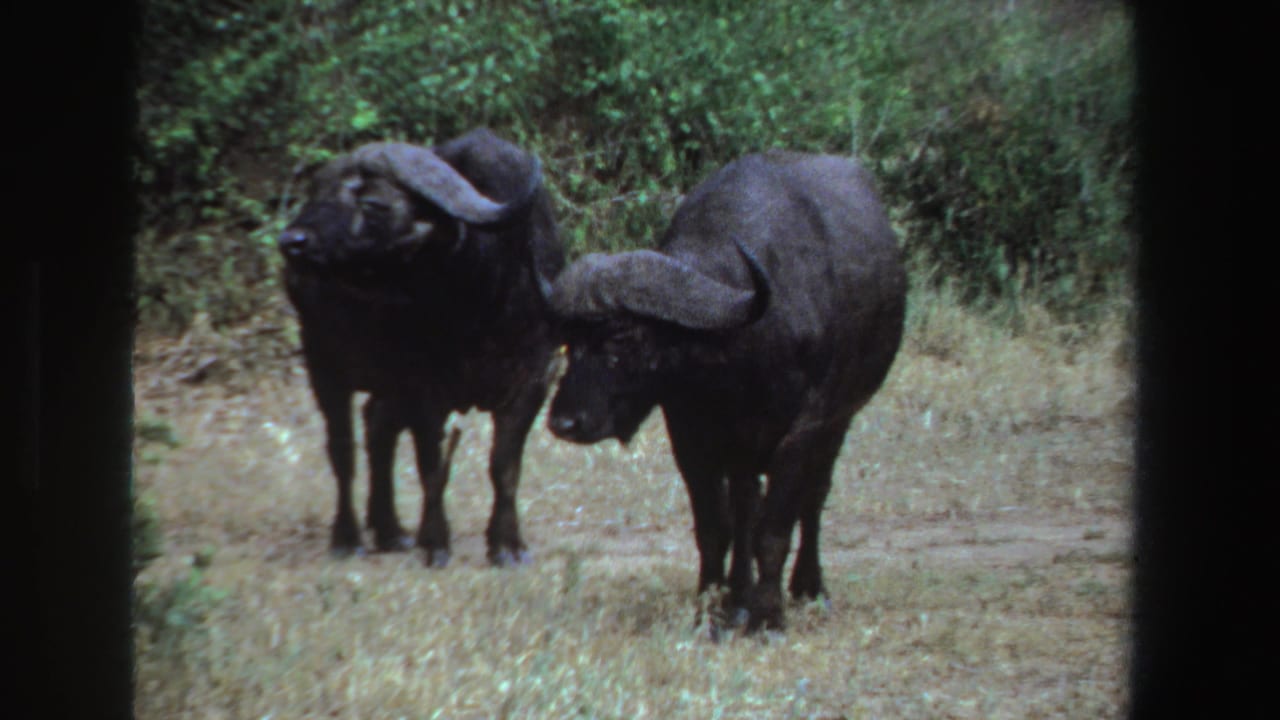 Two dark horned wildebeests stand in grass near green shrubs.