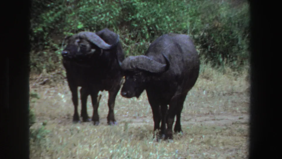 Two black wildebeests stand close together in a South African grassy field, filmed on 8mm in 1969 from a partly framed viewpoint.