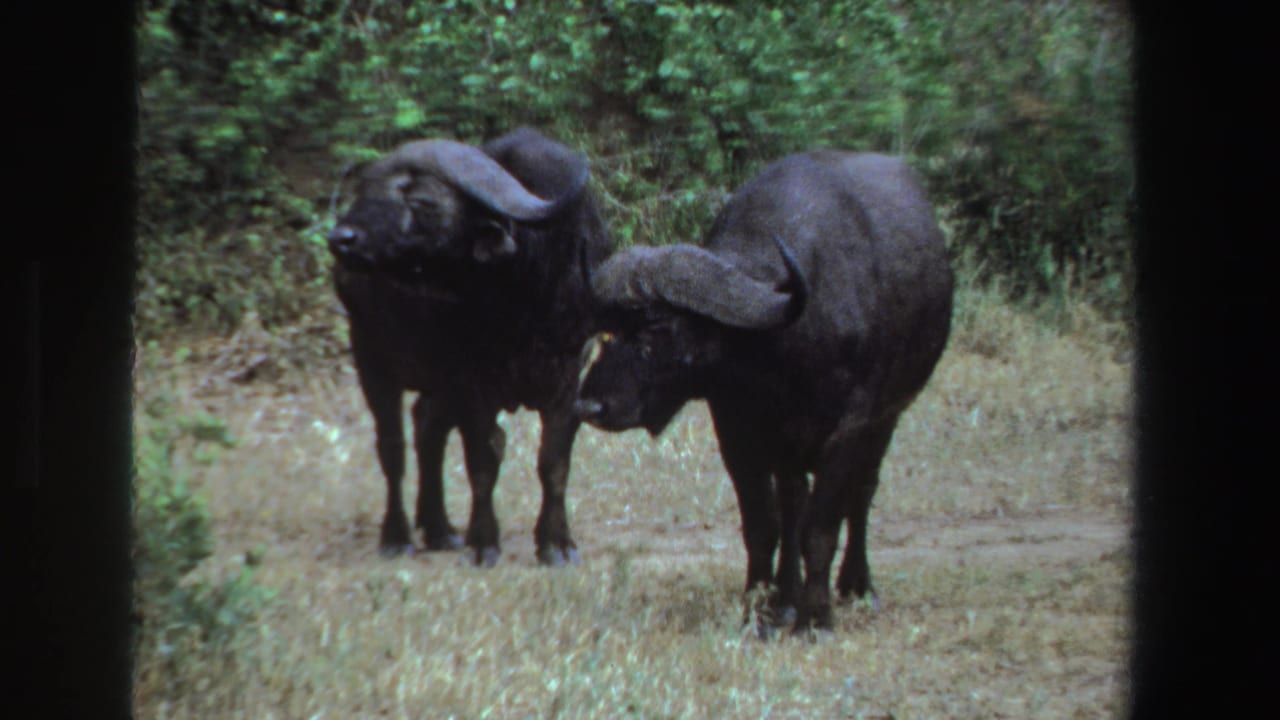 A pair of black wildebeests stand side by side in South Africa, with curved horns visible against a green shrub background.
