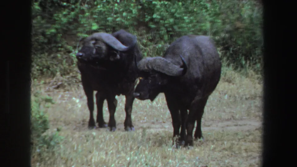 A pair of black wildebeests stand side by side in South Africa, with curved horns visible against a green shrub background.