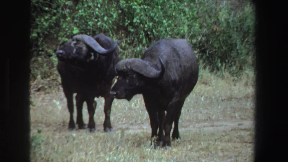 Two black wildebeests remain close in a 1969 South Africa 8mm frame, with one animal angled forward and the other partly behind it.