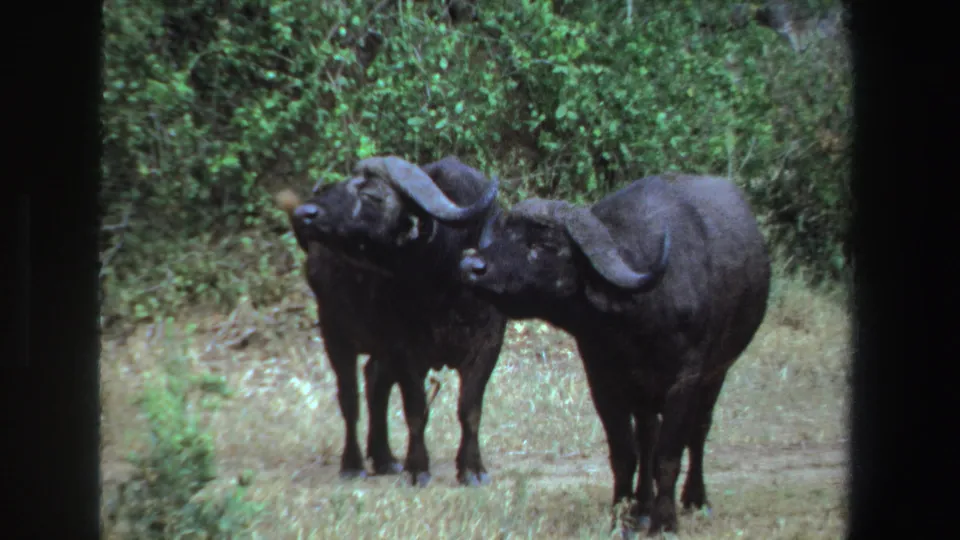 The two wildebeests appear to draw closer in the South African field, framed by dry grass, green shrubs, and dark film-gate edges.