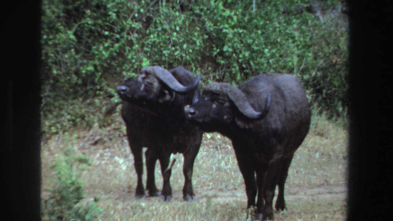 Two Cape buffalo stand in a grassy clearing beside dense green shrubs.