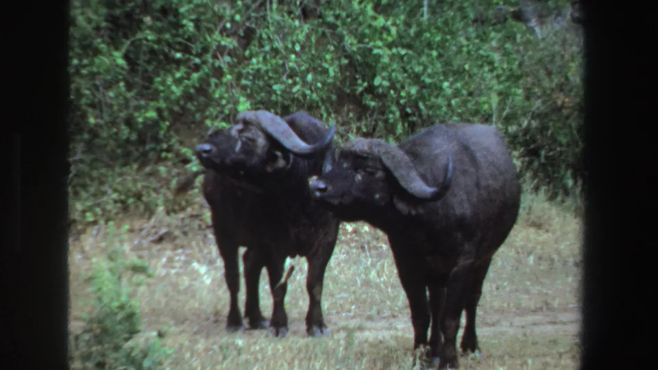 Two Cape buffalo stand close together in South African bushland, filmed on 8mm home-movie footage from 1969.