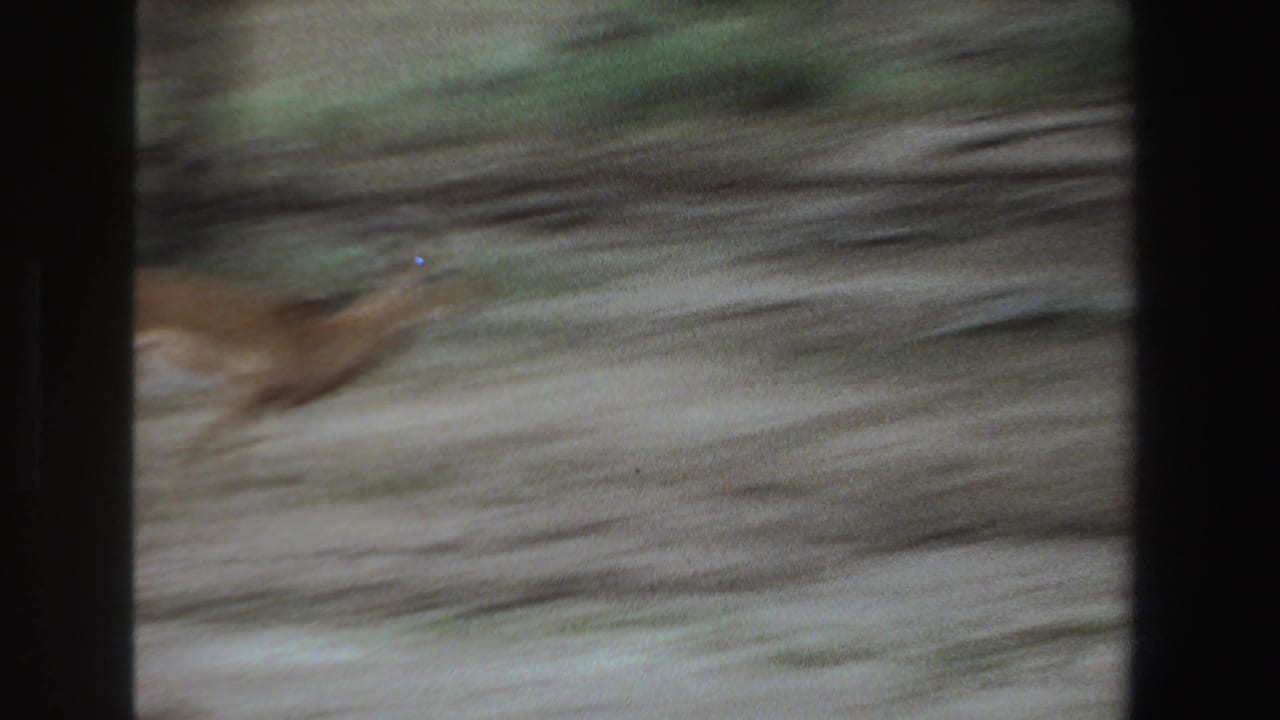 A fast-moving impala or antelope crosses a dusty bush path in South Africa, captured with motion blur on 1969 8mm film.