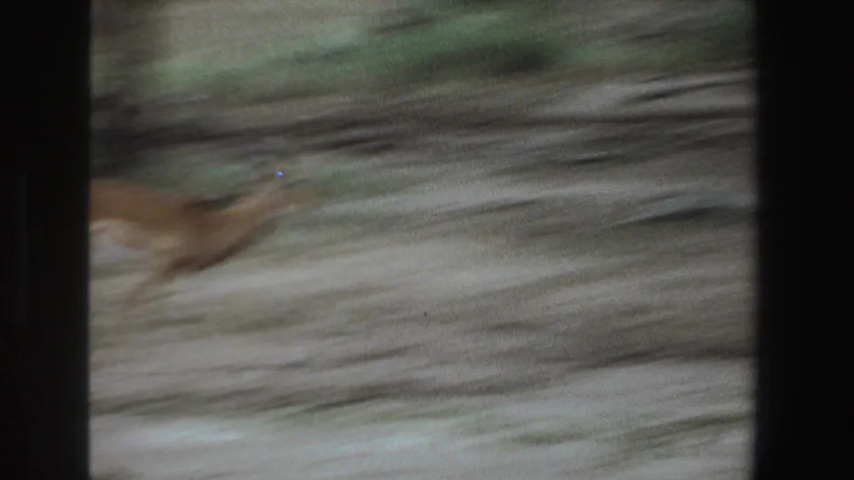 A fast-moving impala or antelope crosses a dusty bush path in South Africa, captured with motion blur on 1969 8mm film.