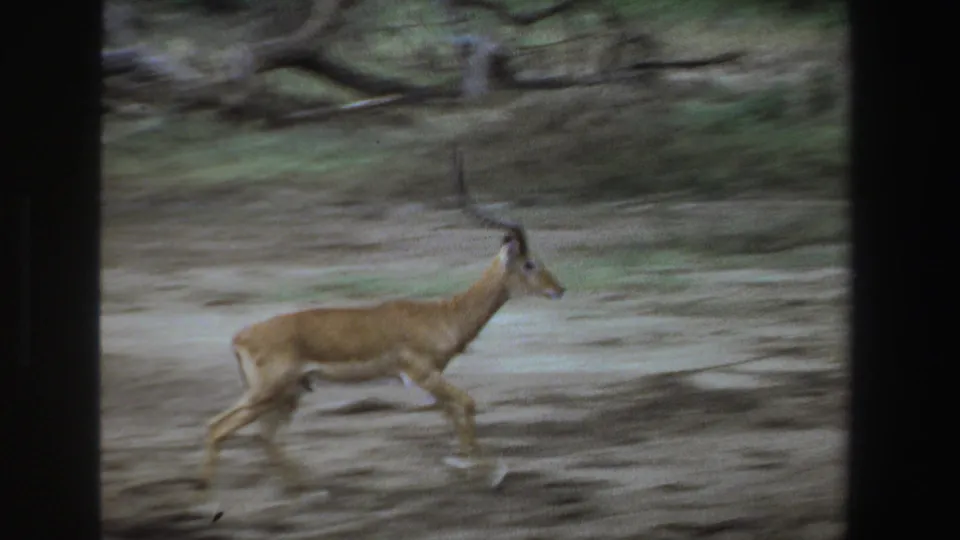A horned impala runs through scrubby South African habitat, with handheld 8mm framing and visible motion blur.