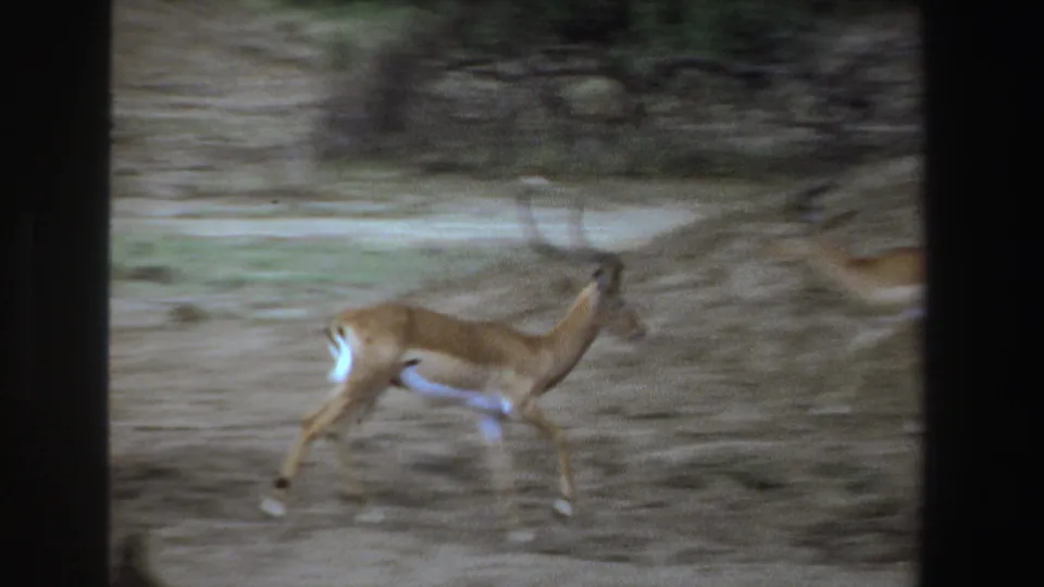 A horned impala bounds across a dusty bush path in South Africa, seen in a soft, grainy 1969 8mm frame.