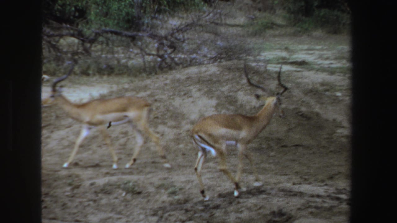 Two impalas standing on dry ground near sparse brush and trees.