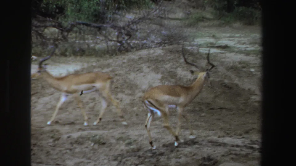 Two impalas appear in 1969 South Africa 8mm footage, standing on dusty savanna ground with scrub vegetation behind them.
