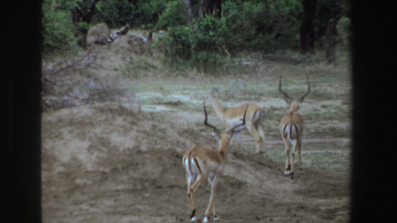 Several impalas moving away across dry terrain with shrubs in the background.