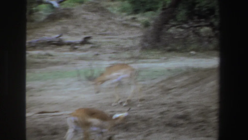 Impalas run through a dusty savanna scene, with motion blur and handheld 8mm texture from the 1969 South Africa footage.