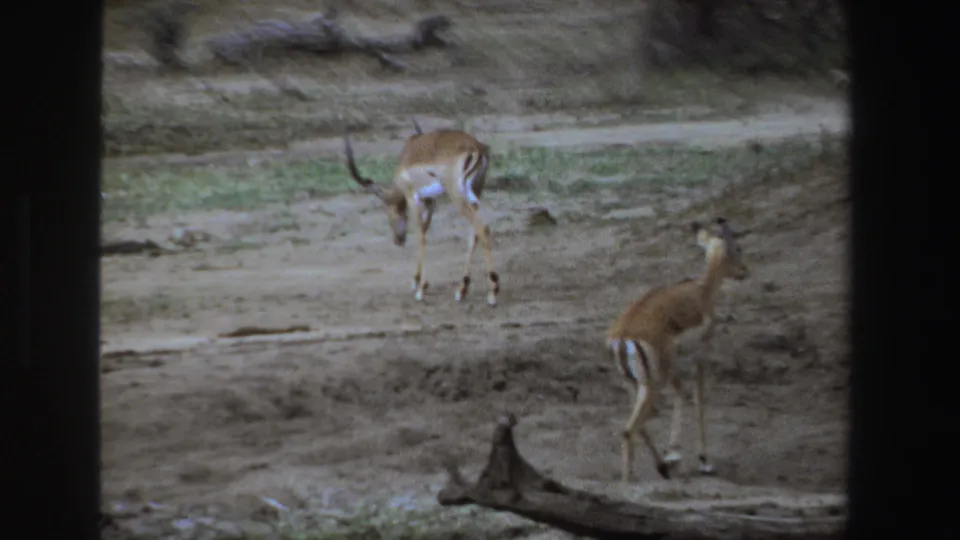 Two impalas stand and graze near a fallen branch in a dry South African savanna scene from 1969 8mm home-movie footage.