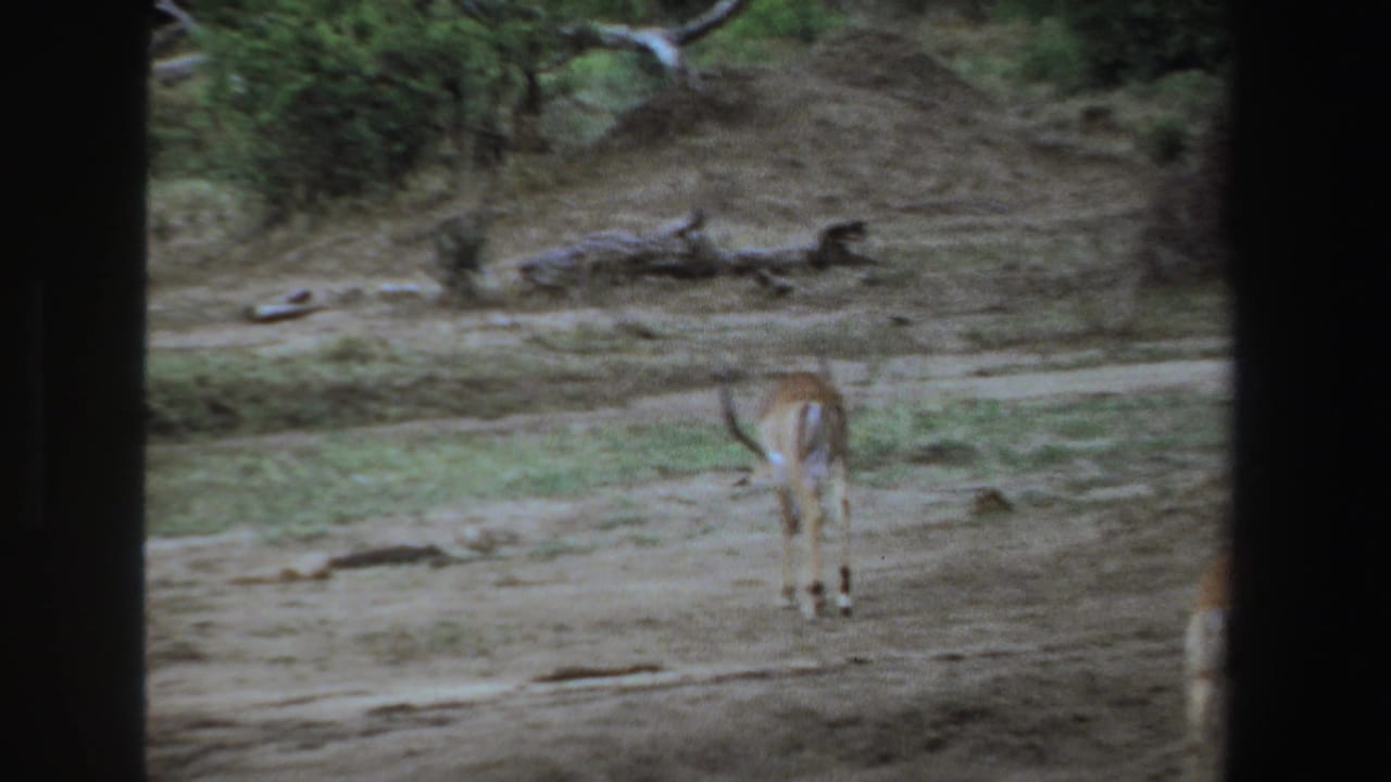 Antelope walking away across dry ground with trees and fallen logs behind it.