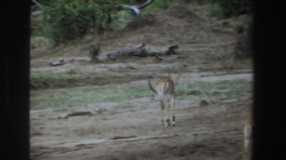 1969 South Africa 8mm frame showing an antelope walking away through dry wooded ground with brush and fallen logs.