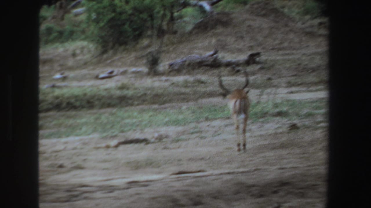 1969 South Africa 8mm frame with an antelope walking away near scrub and trees on dry open ground.