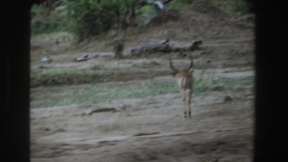 1969 South Africa 8mm frame with an antelope walking away near scrub and trees on dry open ground.