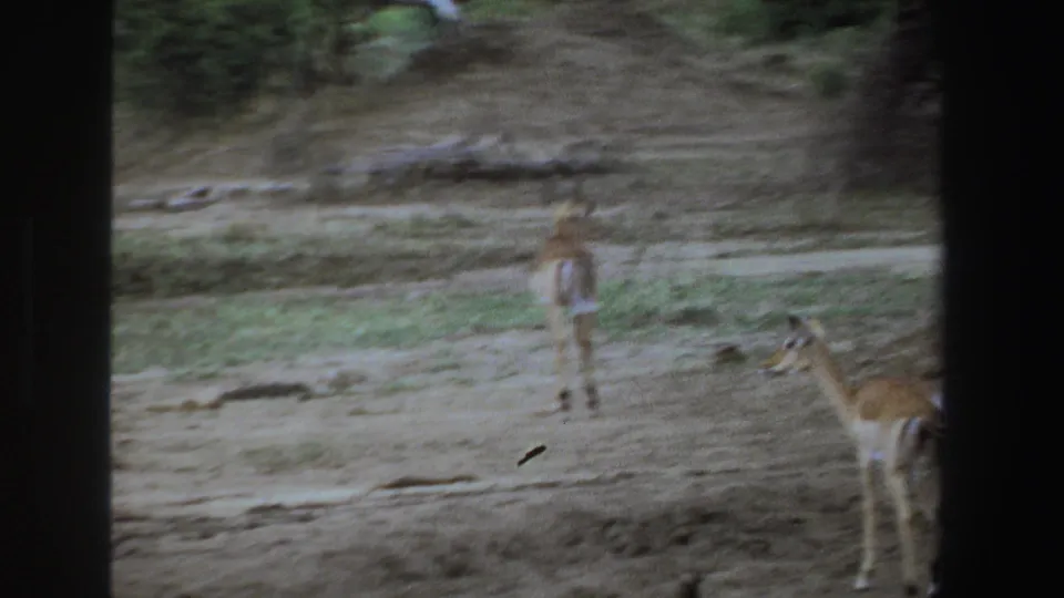1969 South Africa 8mm frame showing two antelope in a dry wooded clearing, one near the right edge.