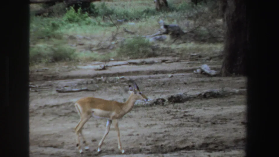1969 South Africa 8mm frame showing an antelope in profile walking through a dry wooded area.