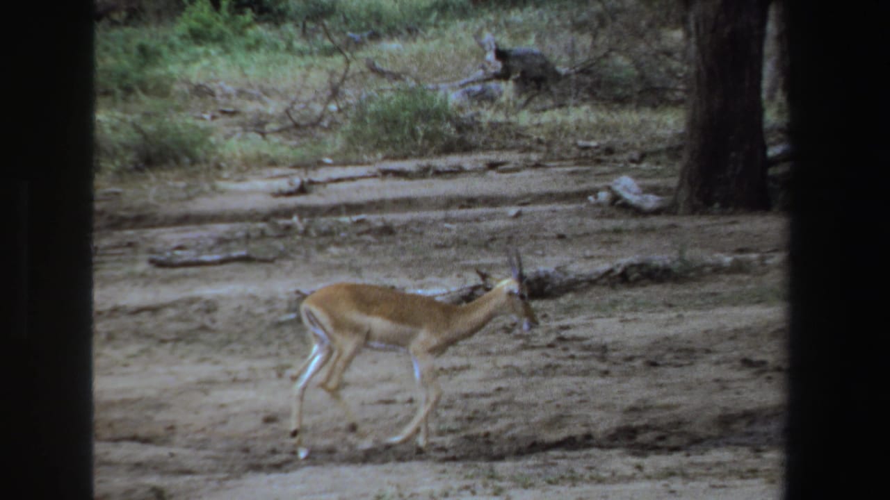 Small antelope walking across a dusty wooded clearing.