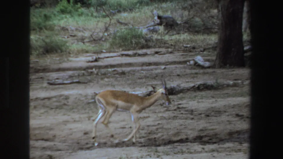 Small antelope in South Africa, 1969, moving cautiously across dry ground between trees and fallen branches.