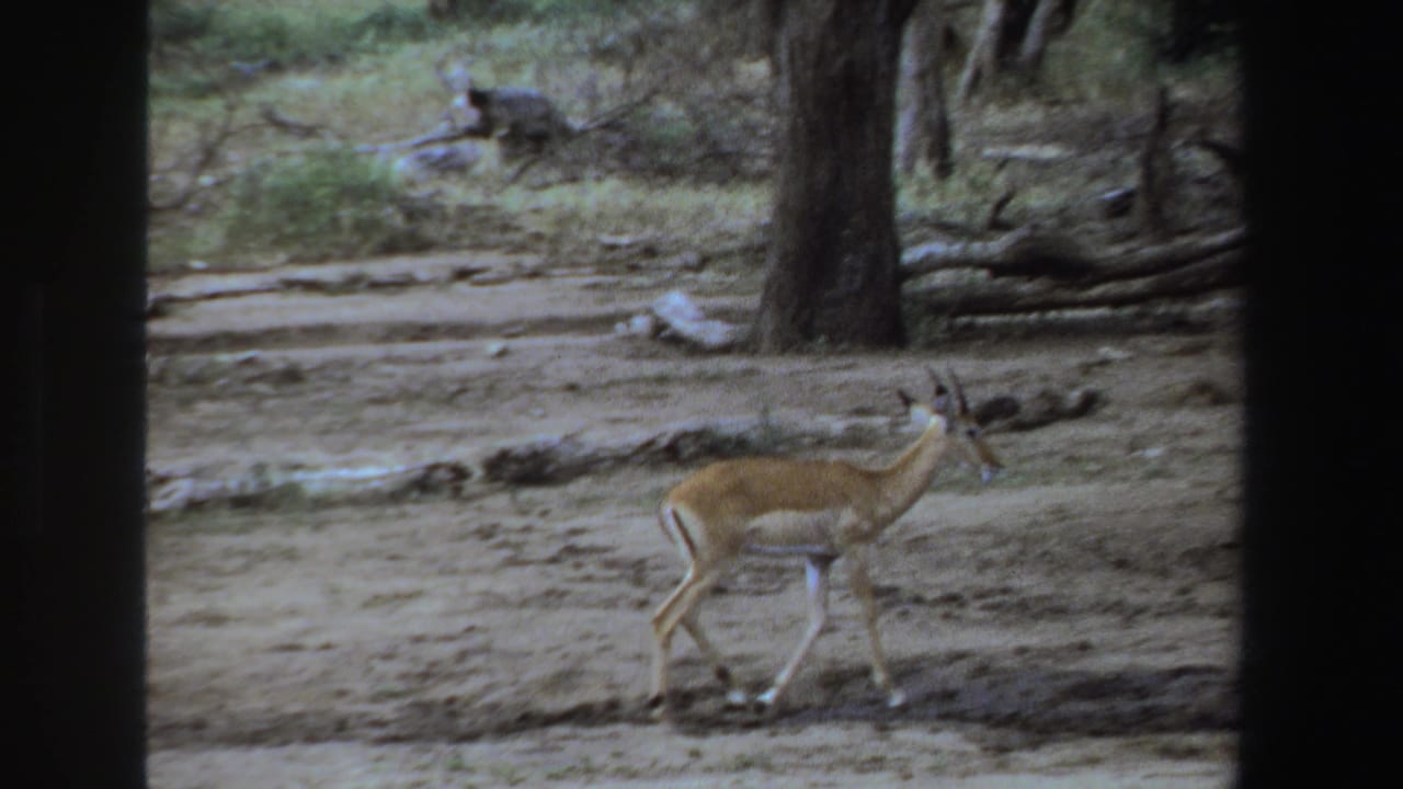 Small antelope stepping through open ground near trees.