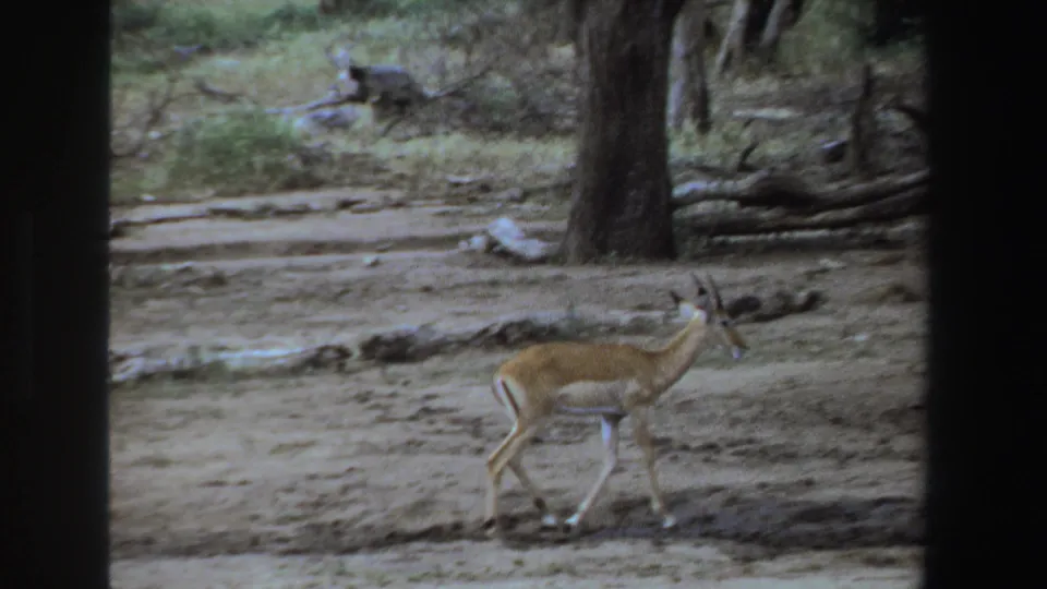 Small antelope in a dry South African wooded area, seen mid-step with sparse brush and logs behind it.
