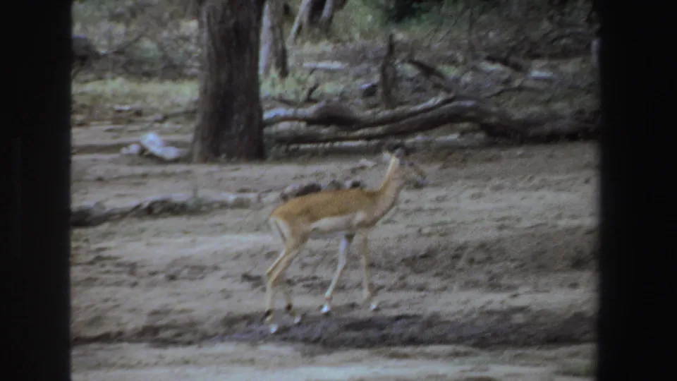 A small antelope appears in profile in 1969 South Africa footage, framed by dry soil, brush, and woodland shade.