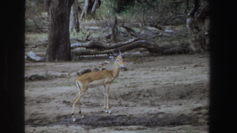 Small antelope in South Africa, 1969, standing alert on dusty ground with trees and fallen logs behind it.
