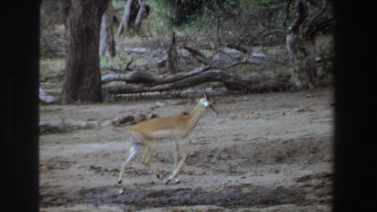 Brown antelope walking left to right on dry ground near trees and fallen branches.