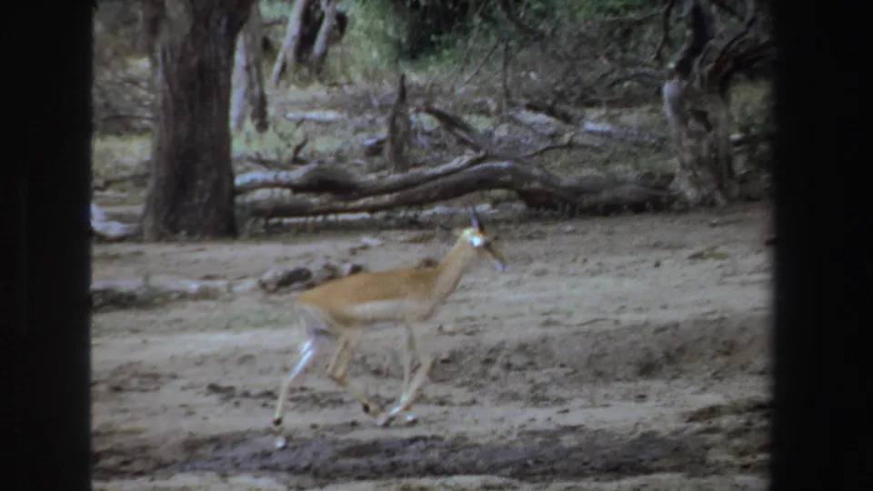 1969 South Africa 8mm frame showing a brown antelope walking across open ground with trees and fallen wood behind it.