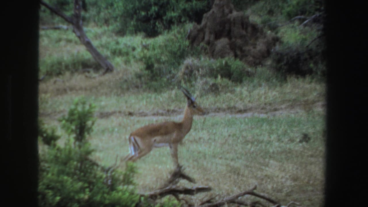1969 South Africa 8mm frame with a brown antelope stepping through green grass near brush and a termite mound.