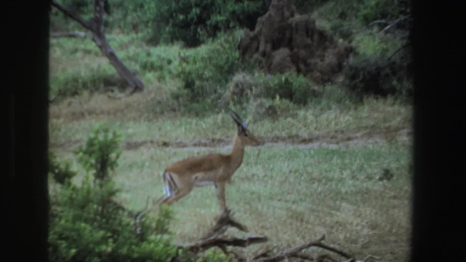 1969 South Africa 8mm frame with a brown antelope stepping through green grass near brush and a termite mound.