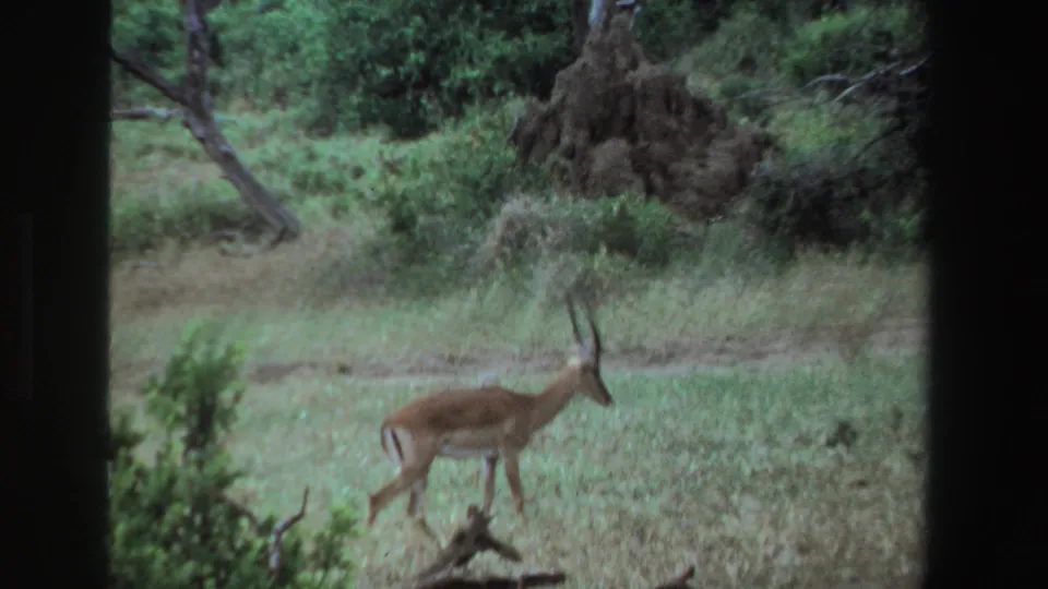 1969 South Africa 8mm frame showing the antelope in profile among green grass, with trees and a mound behind it.