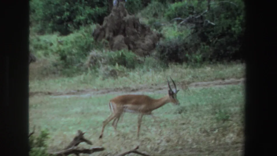 1969 South Africa 8mm frame of a brown antelope walking through a grassy field with fallen wood and trees nearby.