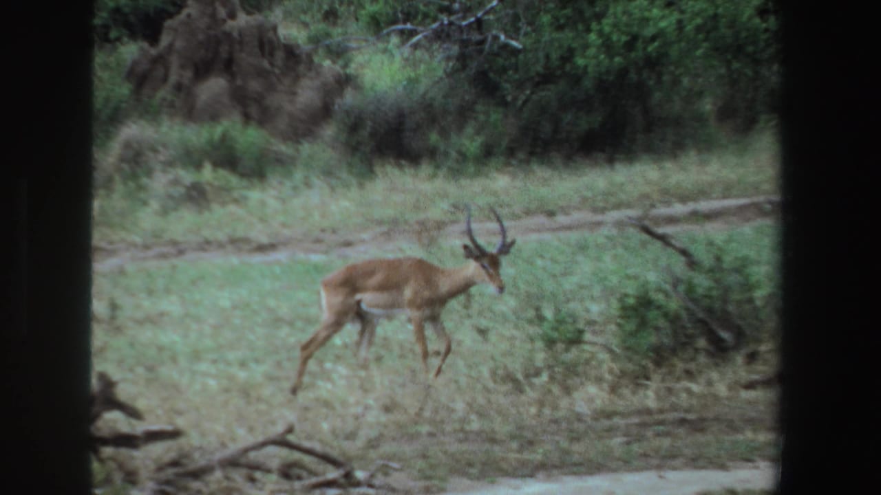 Horned antelope walking through a grassy clearing beside green shrubs.