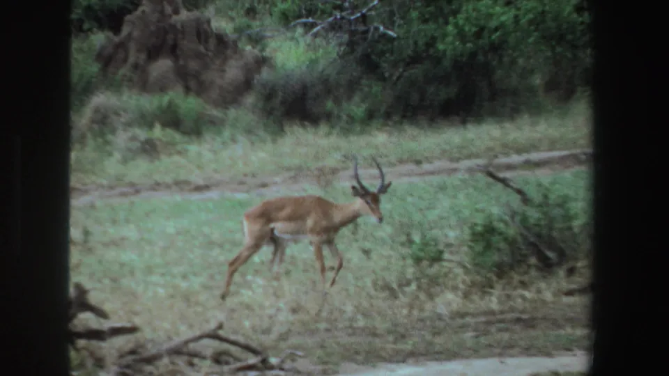 A horned antelope walks left to right through South African grassland in 1969 home-movie footage.
