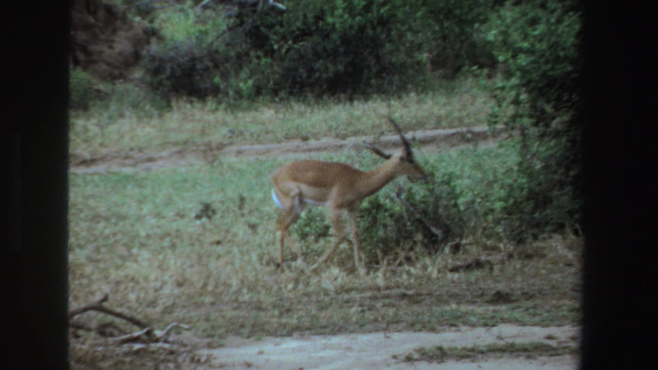 The antelope continues toward dense foliage, framed by dark borders in the 1969 South Africa 8mm scene.