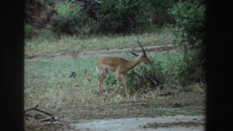 The antelope continues toward dense foliage, framed by dark borders in the 1969 South Africa 8mm scene.